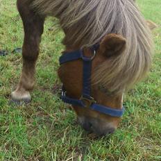 Shetlænder R.I.P Tulle<3