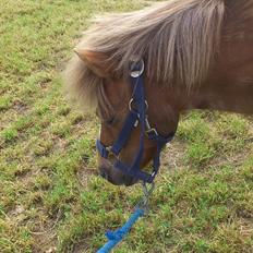 Shetlænder R.I.P Tulle<3