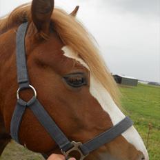 Welsh Pony af Cob-type (sec C) Aberlour Goodwyn