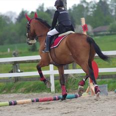 Hannoveraner Rumburak 5