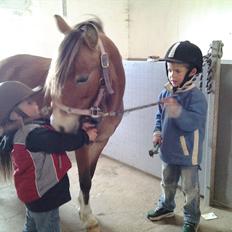 Anden særlig race Honey