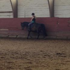 Anden særlig race Solo<3