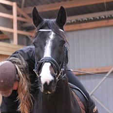 Dansk Varmblod Federica