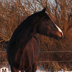 Dansk Varmblod Federica