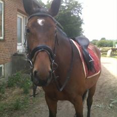 Oldenborg Horsmarks Unella