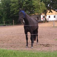 Oldenborg Liva Ærteberg