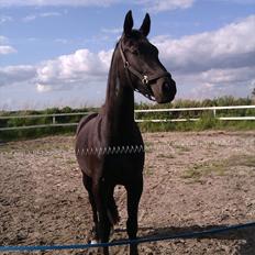 Oldenborg Liva Ærteberg