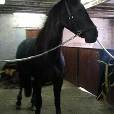 Oldenborg Liva Ærteberg