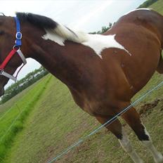 Pinto Kilgast's Contreau :-)