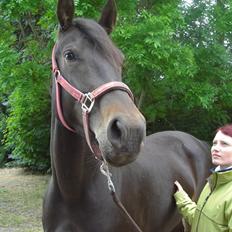 Anden særlig race Melina