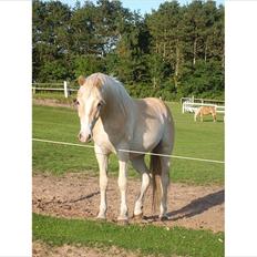 Tyroler Haflinger Anthony's Apollo