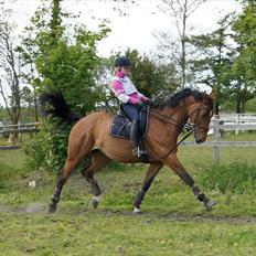 Hollandsk Varmblod Troy-T RIP D. 10/6-2013