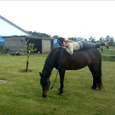 New Forest Elmholts Maritza <3  (Ritten)