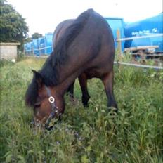 New Forest Elmholts Maritza <3  (Ritten)