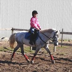 Welsh Pony (sec B) Nemo