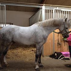 Welsh Pony (sec B) Nemo