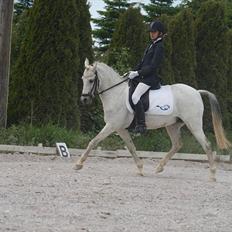 Welsh Partbred (Sec F) Toftekjærs Loralai KLUBMESTER DRSSUR 2012! 