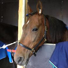 Traver Matilde Pil