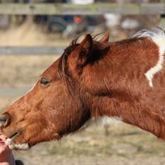 Welsh Partbred (Sec F) Blanding Alasho |My One| )´: