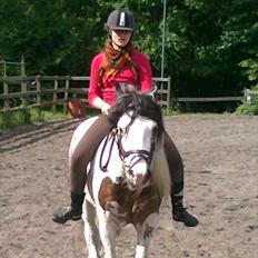 Irish Cob             Billy the kid