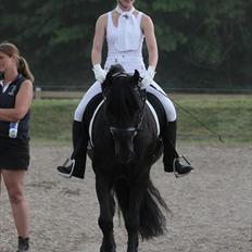 Welsh Cob (sec D) Tolstrups Kahjal