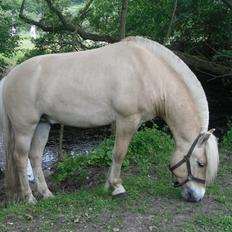 Fjordhest Rufus