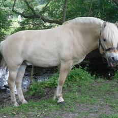 Fjordhest Rufus