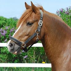 Anden særlig race Low Länder (NU TILBAGE IGEN)