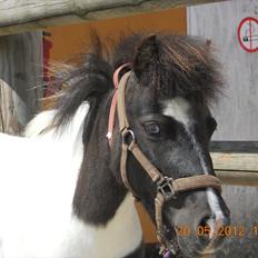 Shetlænder Haagenbjerg's Sif