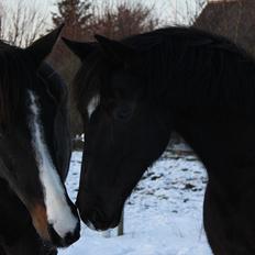 Dansk Varmblod Federica