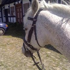 Anden særlig race Lukas<33