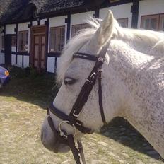 Anden særlig race Lukas<33