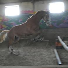 Frederiksborg Lady,Godiva.