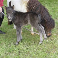 Miniature Sønderheden's Zita