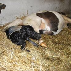 Miniature Sønderheden's Zita