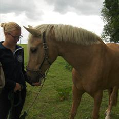 Palomino Cream Django (Santhos) - Gammel Part