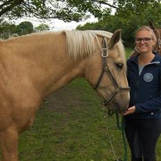 Palomino Cream Django (Santhos) - Gammel Part