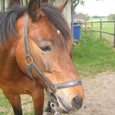 Anden særlig race Tøzen