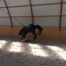 Dansk Varmblod Ryttergaardens Lawinsky solgt