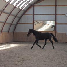 Dansk Varmblod Ryttergaardens Lawinsky solgt