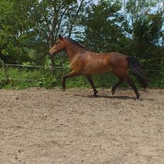 New Forest Bakkens Arjan