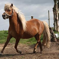 Anden særlig race Isabella
