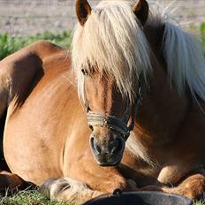 Anden særlig race Isabella