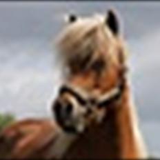 Anden særlig race Isabella