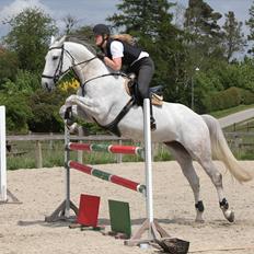 Anden særlig race Grey Girl