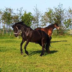 Barockpinto Bel'liva *SOLGT*