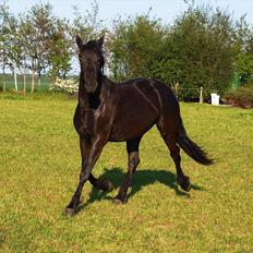 Barockpinto Bel'liva *SOLGT*