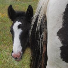 Irish Cob Axelved's Thor Rider of Rohan