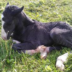 Irish Cob Axelved's Thor Rider of Rohan