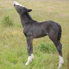 Irish Cob Axelved's Thor Rider of Rohan